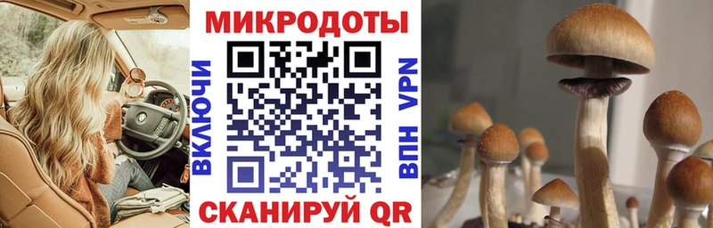 Купить где Новомичуринск Псилоцибиновые грибы MAGIC MUSHROOMS